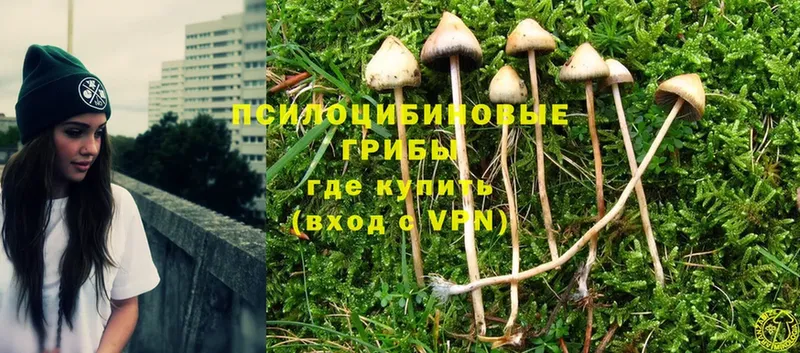 shop формула  Химки  Псилоцибиновые грибы Magic Shrooms 